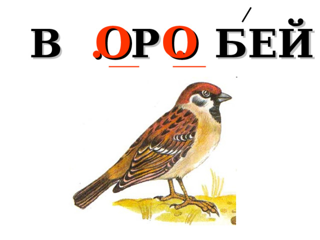 В . Р . БЕЙ О О 