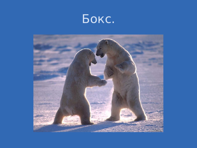 Бокс. 
