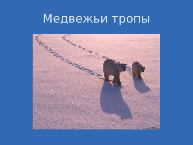 Медвежьи тропы 