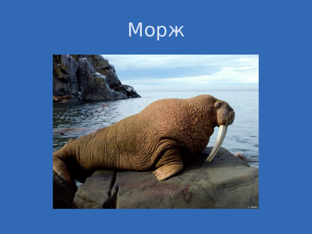 Морж 