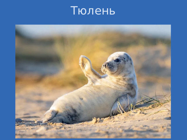 Тюлень 