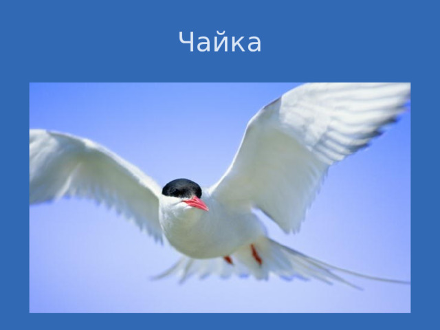 Чайка В основном в Арктике обитают морские птицы, ныряющие птицы и водоплавающие птицы (толстоклювая кайра, тонкоклювая кайра, конюга-крошка, белобрюшка, большая конюга, пестрый и серый пыжик, тупик, ипатка, топорик, гага обыкновенная, Берингов баклан, краснозобая гагара, чернозобая гагара, белоклювая полярная гагара, белая чайка, полярная чайка, розовая чайка, гуси, кулики, большие крохали, глупыши Fulmarus glacialis, моевка Rissa tridactyla, люрик Alle alle, чистик Cepphus grille, полярная крачка.  