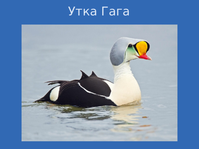 Утка Гага 