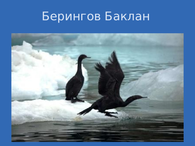 Берингов Баклан 