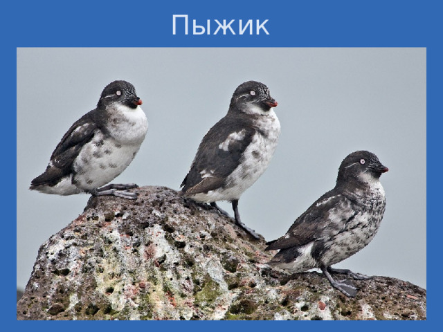 Пыжик 