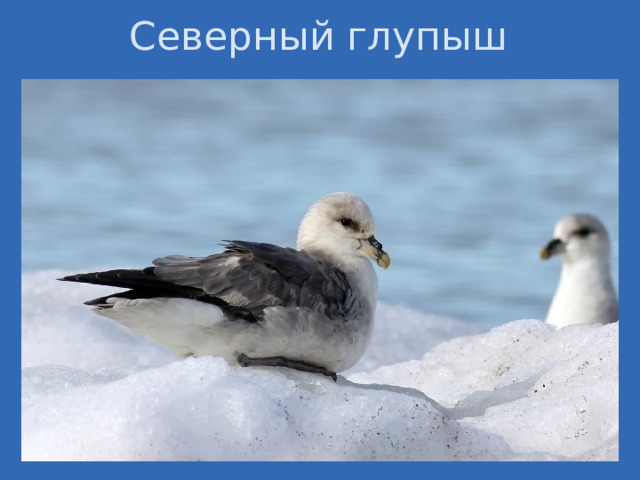 Северный глупыш 