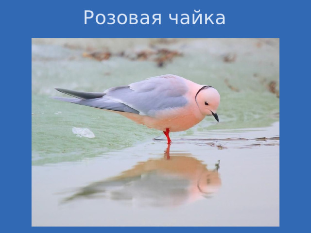 Розовая чайка 