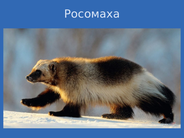 Росомаха Кроме того, в Арктике обитают росомахи, горностаи и длиннохвостые суслики.  