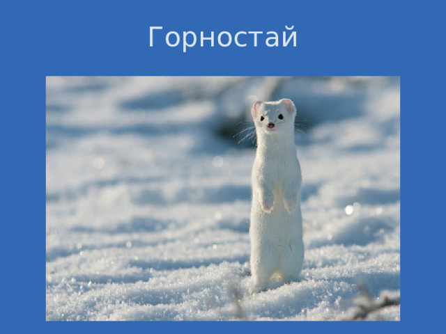 Горностай  