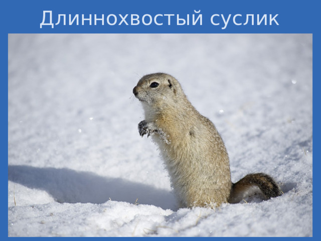 Длиннохвостый суслик 
