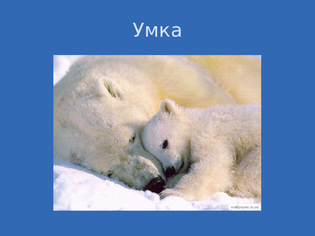 Умка Изменение климата грозит многим животным Арктики полным исчезновением. В наибольшей опасности находятся белые медведи, так как при сокращении площади морского льда животные вынуждены переходить на побережье, где их кормовая база меньше. Для популяции взрослых самцов смертность от голода может вырасти с 3—6 % до 28—48 %, если продолжительность летнего сезона вырастет со 120 до 180 дней. Кроме того, шансы самки встретить партнёра в период размножения также зависят от площади морского льда и его фрагментации. Самцы ищут самок по их следам, и, по оценкам учёных, если эффективность поисков из-за рассеяния популяции по льду будет снижаться в четыре раза быстрее его площади, успешность спаривания снизится с 99 % до 72 %.  