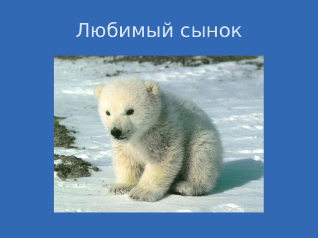 Любимый сынок 