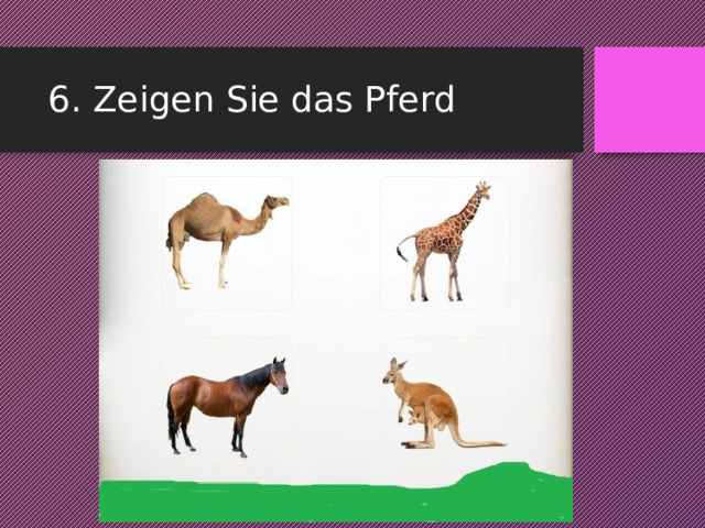 6. Zeigen Sie das Pferd 