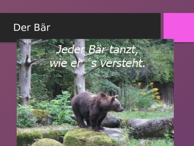 Der Bär 