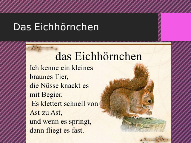 Das Eichhörnchen 