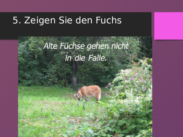 5. Zeigen Sie den Fuchs   