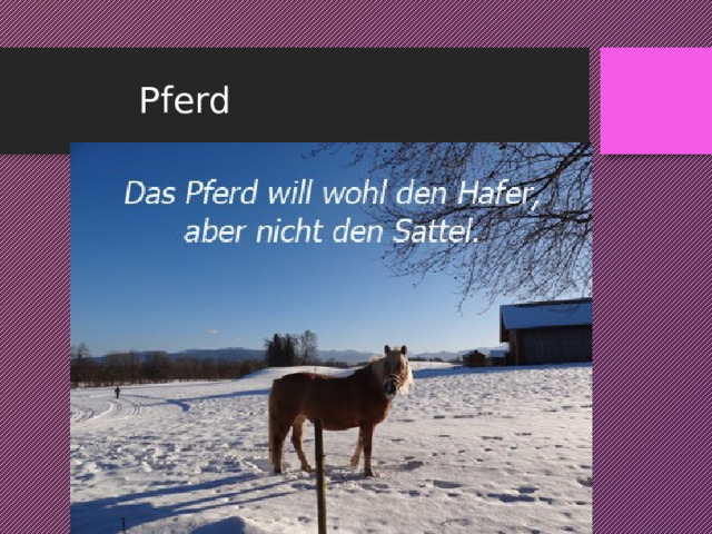  Pferd 