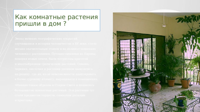 Как комнатные растения пришли в дом ? Эпоха великих географических открытий, случившаяся в истории человечества в XV веке, стала весьма значительным этапом и во взаимоотношениях человека с растениями. Путешественники из Европы, покоряя новые земли, были потрясены красотой и многообразием тропических растений. Семена, черенки, листочки и растения целиком вывозились на родину, где их, из-за невозможности адаптировать к более суровому климату, выращивали в помещениях. Именно таким образом в Старом Свете и появилось большинство комнатных растений. Эти растения тут стали предметом гордости, символом роскоши и престижа. 