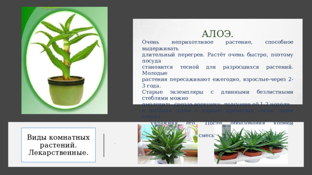 АЛОЭ. Очень неприхотливое растение, способное выдерживать длительный перегрев. Растёт очень быстро, поэтому посуда становится тесной для разросшихся растений. Молодые растения пересаживают ежегодно, взрослые-через 2-3 года. Старые экземпляры с длинными безлистными стеблями можно омолодить, срезав верхушку, подсушив её 1-2 недели и посадив затем в хорошо промытый песок, лишь слегка  увлажняя его. После образования корней пересаживают в рыхлую земляную смесь. . Виды комнатных растений. Лекарственные. 