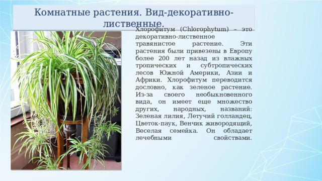 Комнатные растения. Вид-декоративно-лиственные. Хлорофитум (Chlorophytum) – это декоративно-лиственное травянистое растение. Эти растения были привезены в Европу более 200 лет назад из влажных тропических и субтропических лесов Южной Америки, Азии и Африки. Хлорофитум переводится дословно, как зеленое растение. Из-за своего необыкновенного вида, он имеет еще множество других, народных, названий: Зеленая лилия, Летучий голландец, Цветок-паук, Венчик живородящий, Веселая семейка. Он обладает лечебными свойствами.    