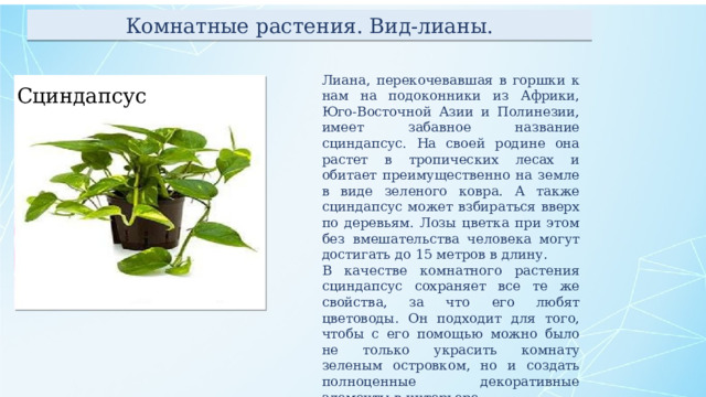 Комнатные растения. Вид-лианы. Лиана, перекочевавшая в горшки к нам на подоконники из Африки, Юго-Восточной Азии и Полинезии, имеет забавное название сциндапсус. На своей родине она растет в тропических лесах и обитает преимущественно на земле в виде зеленого ковра. А также сциндапсус может взбираться вверх по деревьям. Лозы цветка при этом без вмешательства человека могут достигать до 15 метров в длину. В качестве комнатного растения сциндапсус сохраняет все те же свойства, за что его любят цветоводы. Он подходит для того, чтобы с его помощью можно было не только украсить комнату зеленым островком, но и создать полноценные декоративные элементы в интерьере. Сциндапсус 
