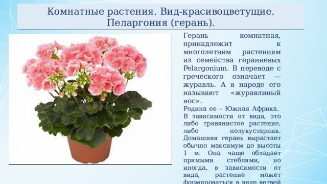 Комнатные растения. Вид-красивоцветущие. Пеларгония (герань). Герань комнатная, принадлежит к многолетним растениям из семейства гераниевых Pelargonium. В переводе с греческого означает — журавль. А в народе его называют «журавлиный нос». Родина ее – Южная Африка.  В зависимости от вида, это либо травянистое растение, либо полукустарник. Домашняя герань вырастает обычно максимум до высоты 1 м. Она чаще обладает прямыми стеблями, но иногда, в зависимости от вида, растение может формироваться в виде ветвей или ползучих отростков. 