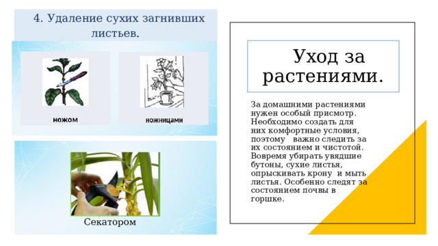  4. Удаление сухих загнивших листьев .  Уход за растениями. За домашними растениями нужен особый присмотр. Необходимо создать для них комфортные условия, поэтому важно следить за их состоянием и чистотой. Вовремя убирать увядшие бутоны, сухие листья, опрыскивать крону и мыть листья. Особенно следят за состоянием почвы в горшке.  Секатором 