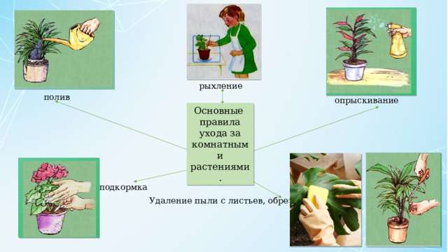 рыхление полив опрыскивание Основные правила ухода за комнатными растениями. подкормка Удаление пыли с листьев, обрезка 