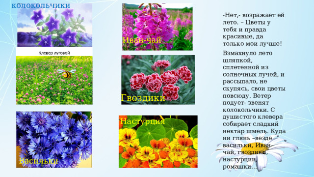 колокольчики -Нет,- возражает ей лето. – Цветы у тебя и правда красивые, да только мои лучше! Взмахнуло лето шляпкой, сплетенной из солнечных лучей, и рассыпало, не скупясь, свои цветы повсюду. Ветер подует- звенят колокольчики. С душистого клевера собирает сладкий нектар шмель. Куда ни глянь –везде васильки, Иван-чай, гвоздики, настурции, ромашки… Иван-чай Гвоздики Настурция Васильки 