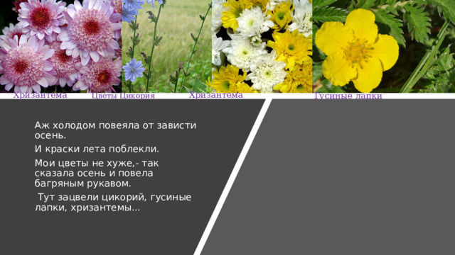 Хризантема Хризантема Гусиные лапки Цветы Цикория Аж холодом повеяла от зависти осень. И краски лета поблекли. Мои цветы не хуже,- так сказала осень и повела багряным рукавом.  Тут зацвели цикорий, гусиные лапки, хризантемы... 