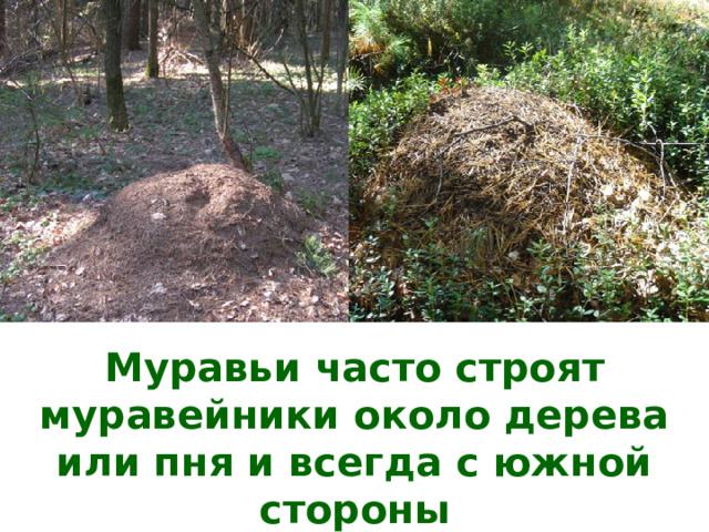 Муравьи часто строят муравейники около дерева или пня и всегда с южной стороны 