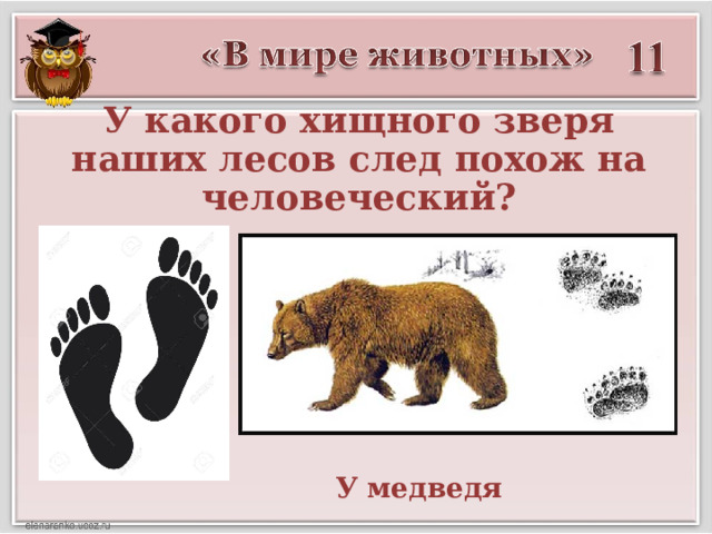 У какого хищного зверя наших лесов след похож на человеческий? У медведя 