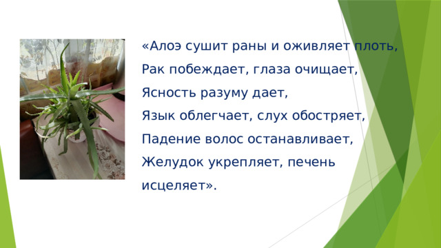 «Алоэ сушит раны и оживляет плоть,  Рак побеждает, глаза очищает,  Ясность разуму дает,  Язык облегчает, слух обостряет,  Падение волос останавливает,  Желудок укрепляет, печень исцеляет».   