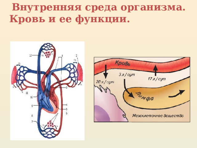 Внутренняя среда организма. Кровь и ее функции. 