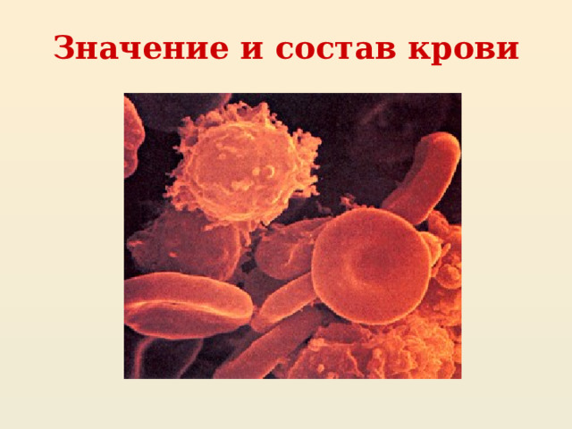 Значение и состав крови 