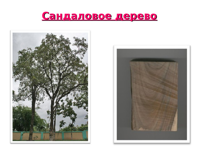Сандаловое дерево 