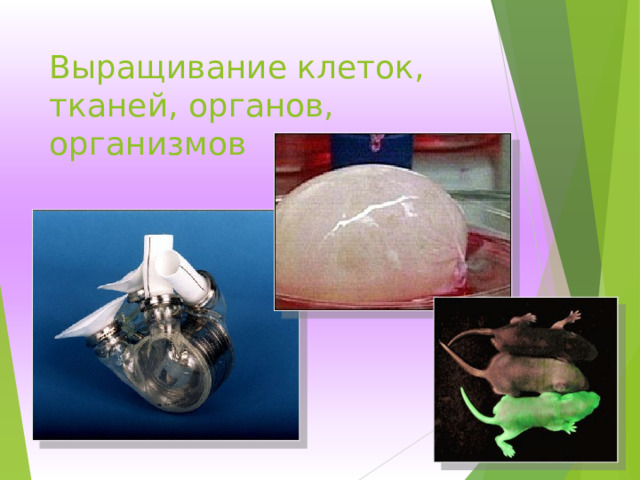 Выращивание клеток, тканей, органов, организмов  