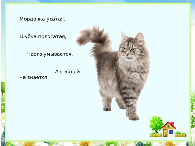 Мордочка усатая, Шубка полосатая, Часто умывается, А с водой не знается 
