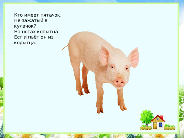 Кто имеет пятачок,  Не зажатый в кулачок?  На ногах копытца.  Ест и пьёт он из корытца. 
