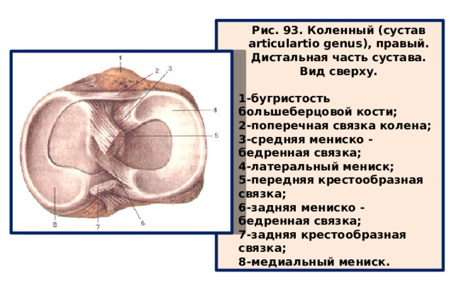 Рис. 93. Коленный (сустав articulartio genus), правый. Дистальная часть сустава. Вид сверху.  1-бугристость большеберцовой кости; 2-поперечная связка колена; 3-средняя мениско - бедренная связка; 4-латеральный мениск; 5-передняя крестообразная связка; 6-задняя мениско - бедренная связка; 7-задняя крестообразная связка; 8-медиальный мениск. 