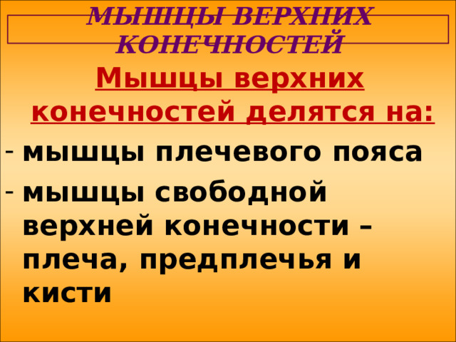 МЫШЦЫ ВЕРХНИХ КОНЕЧНОСТЕЙ  Мышцы верхних конечностей делятся на: мышцы плечевого пояса мышцы свободной верхней конечности – плеча, предплечья и кисти 