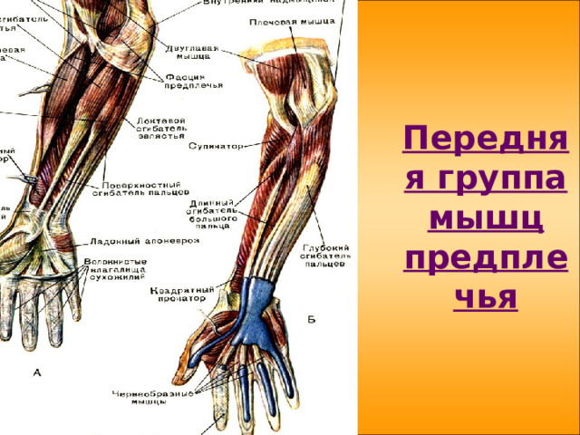 Передняя группа мышц предплечья 