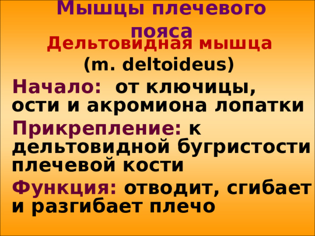 Мышцы плечевого пояса Дельтовидная мышца  ( m . deltoideus ) Начало:  от ключицы, ости и акромиона лопатки Прикрепление: к дельтовидной бугристости плечевой кости Функция: отводит, сгибает и разгибает плечо 