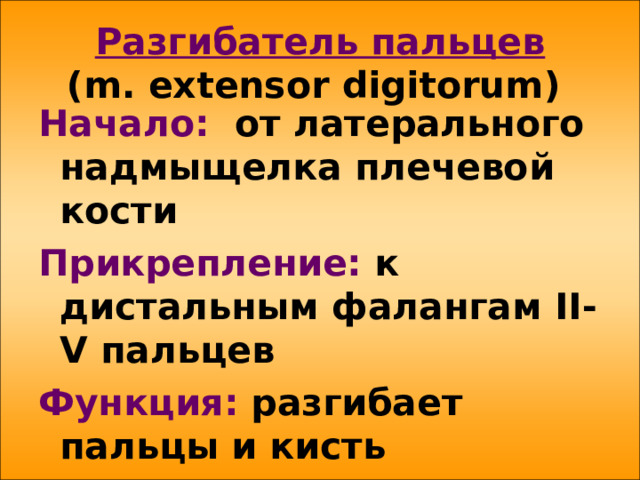 Разгибатель пальцев  ( m . extensor digitorum ) Начало: от латерального надмыщелка плечевой кости Прикрепление: к дистальным фалангам II-V пальцев Функция: разгибает пальцы и кисть 