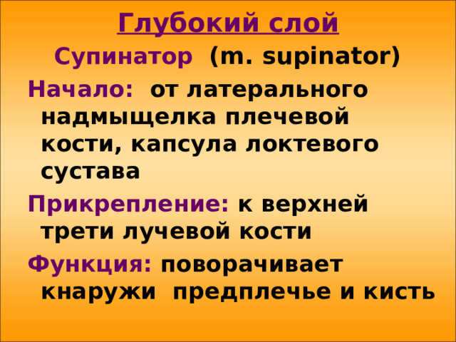 Глубокий слой Супинатор (m. supinator ) Начало: от латерального надмыщелка плечевой кости, капсула локтевого сустава Прикрепление: к верхней трети лучевой кости Функция: поворачивает кнаружи предплечье и кисть 