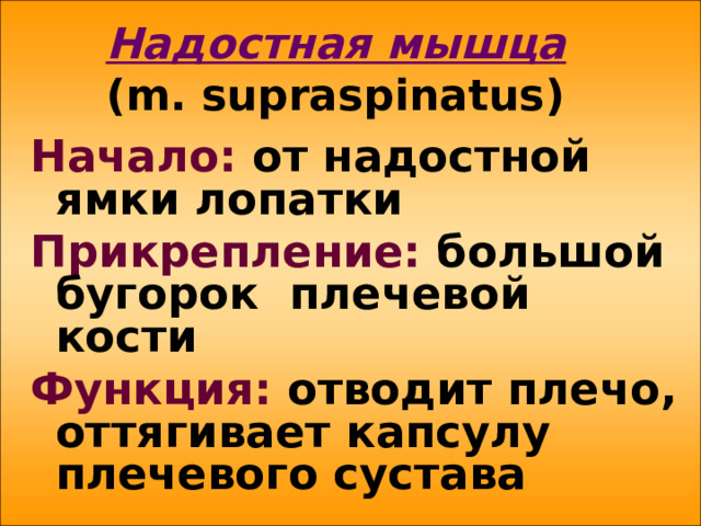 Надостная мышца   ( m . supraspinatus ) Начало: от надостной ямки лопатки Прикрепление: большой бугорок плечевой кости Функция: отводит плечо, оттягивает капсулу плечевого сустава 