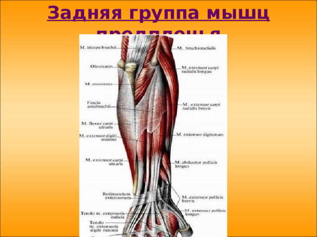 Задняя группа мышц предплечья 