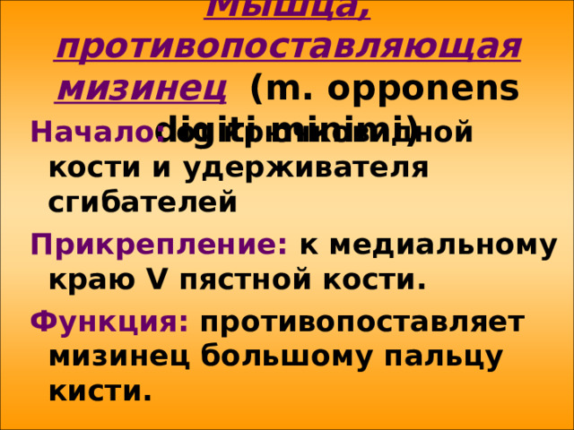 Мышца, противопоставляющая мизинец  ( m . opponens digiti minimi ) Начало: от крючковидной кости и удерживателя сгибателей Прикрепление: к  медиальному краю V пястной кости. Функция: противопоставляет мизинец большому пальцу кисти.  