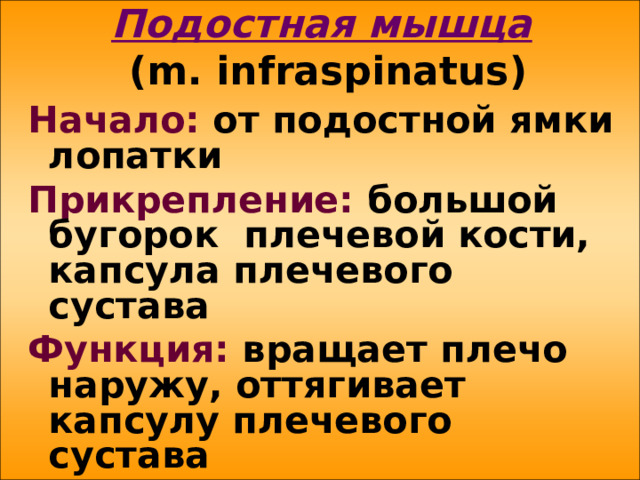 Подостная мышца   ( m . infraspinatus ) Начало: от подостной ямки лопатки Прикрепление: большой бугорок плечевой кости, капсула плечевого сустава Функция: вращает плечо наружу, оттягивает капсулу плечевого сустава 