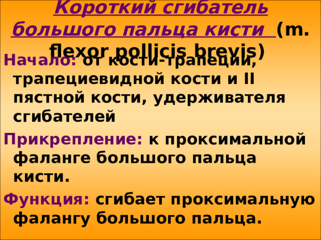 Короткий сгибатель большого пальца кисти  ( m . flexor pollicis brevis ) Начало: от кости-трапеции, трапециевидной кости и II пястной кости, удерживателя сгибателей Прикрепление: к  проксимальной фаланге большого пальца кисти. Функция: сгибает проксимальную фалангу большого пальца.  